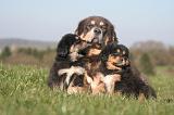 DOGUE DU TIBET 460